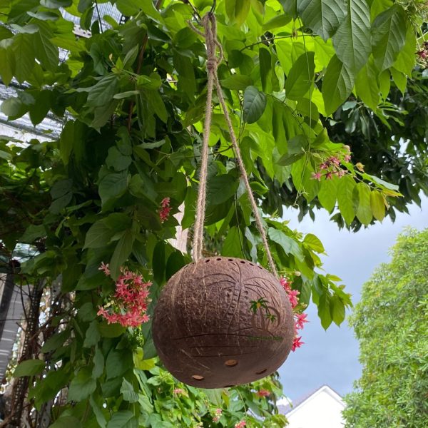 Chậu Trồng Cây Treo Bằng Gáo Dừa - Hình ảnh 2